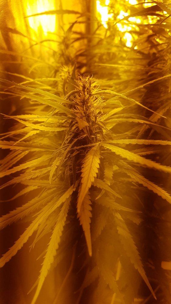 4th grow and this one is tricky   looking for a sativa captain   all help is welcome 5
