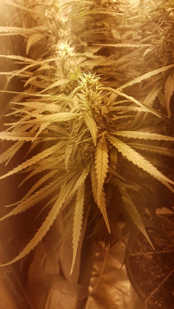 4th grow and this one is tricky   looking for a sativa captain   all help is welcome 7