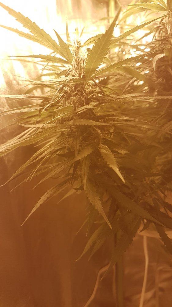 4th grow and this one is tricky   looking for a sativa captain   all help is welcome 8