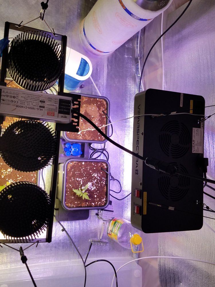 4th grow coco wautopots 2