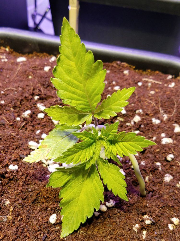 4th grow coco wautopots 4
