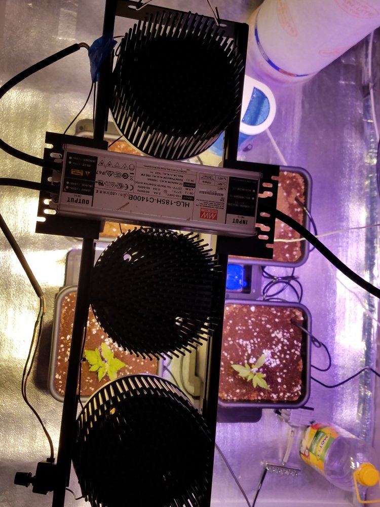 4th grow coco wautopots 5