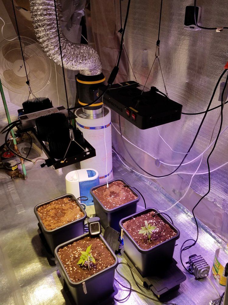 4th grow coco wautopots 6
