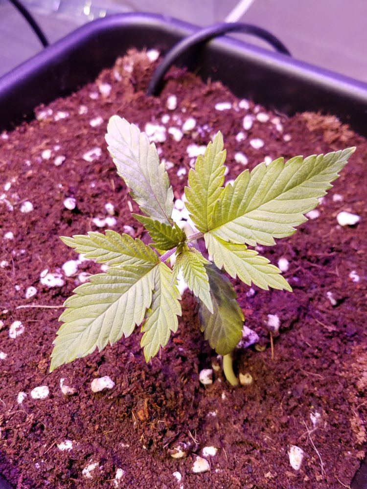 4th grow coco wautopots