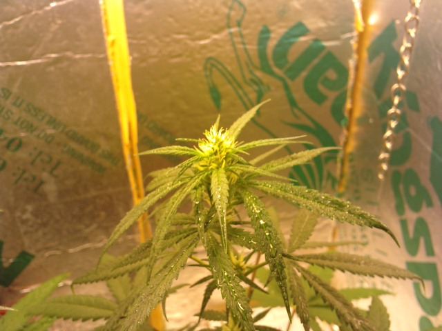 4wk flower cfl thoughts advise welcome 2