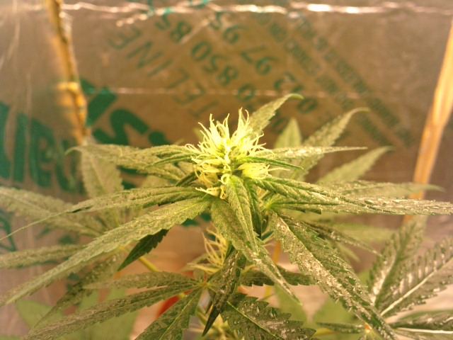 4wk flower cfl thoughts advise welcome