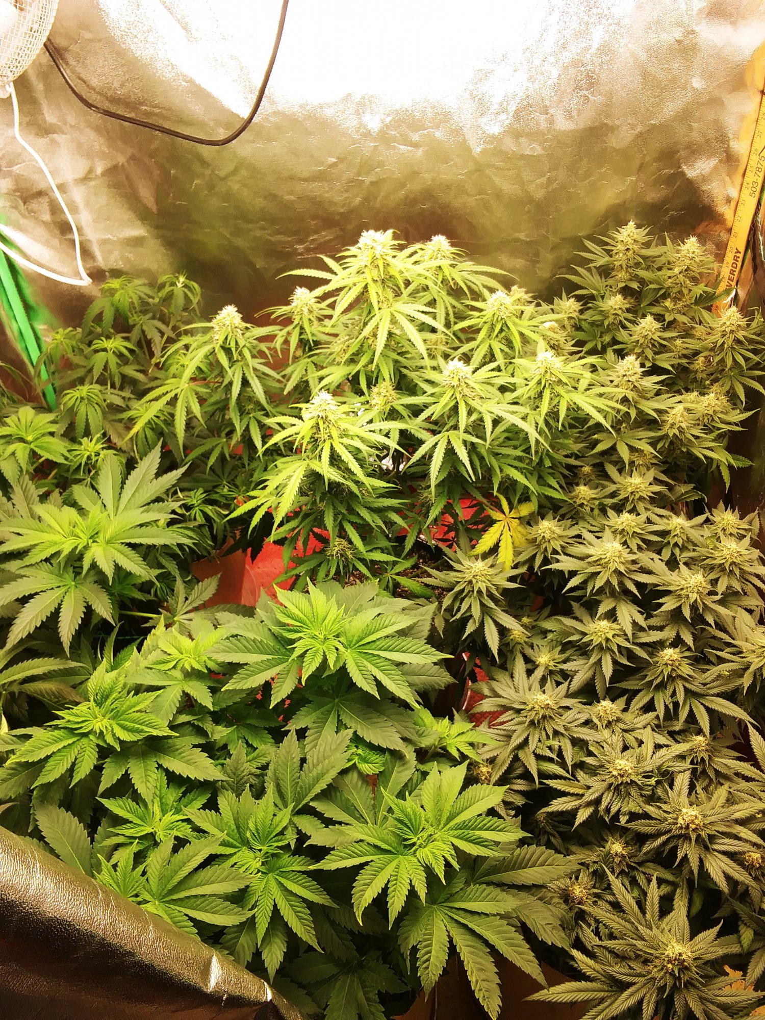 4x4 flower