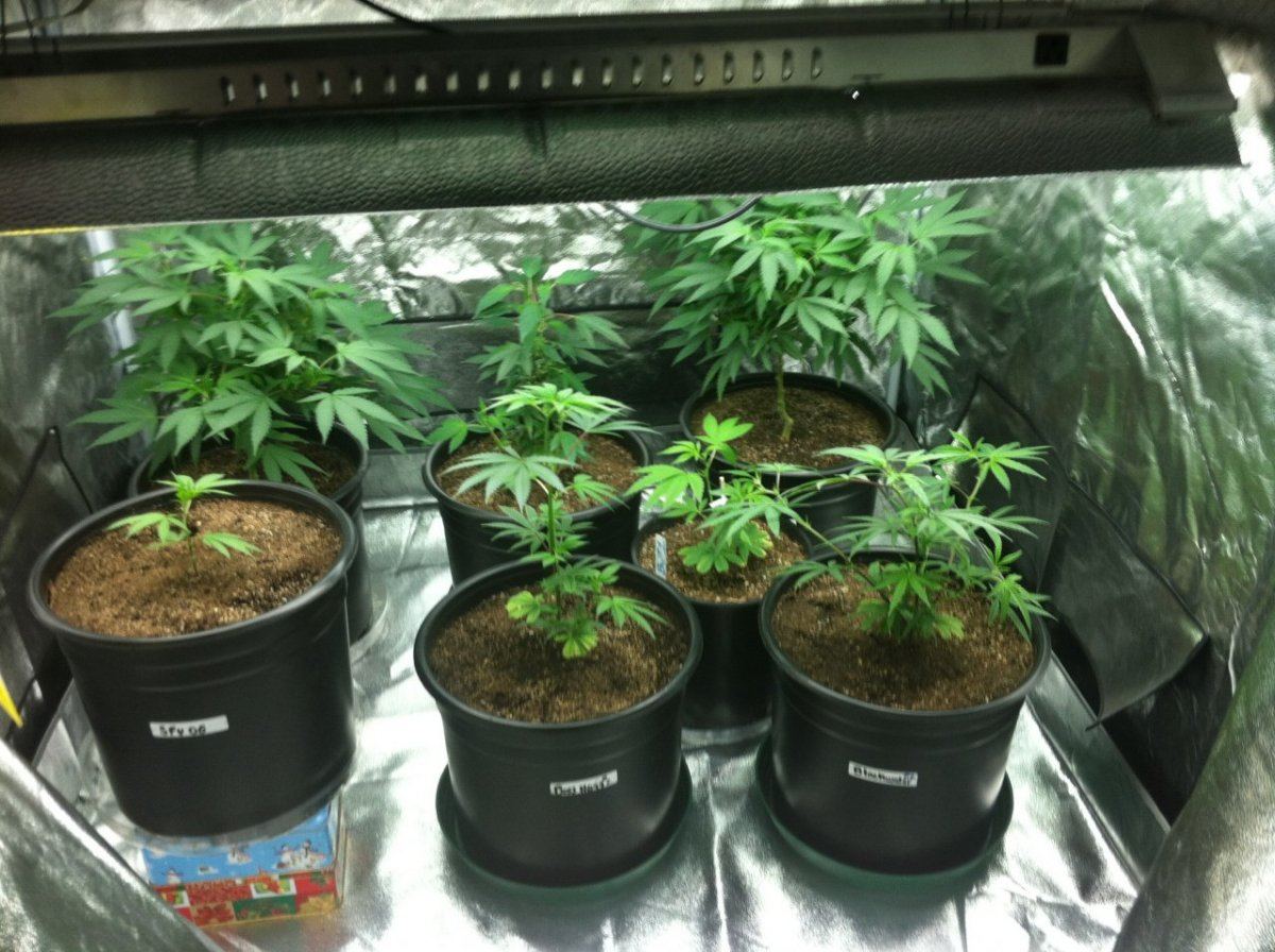 4x4 grow