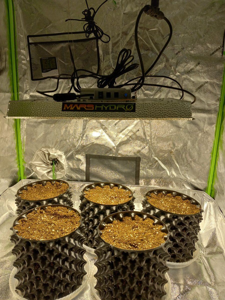 4x4 grow tent weekly diary 4