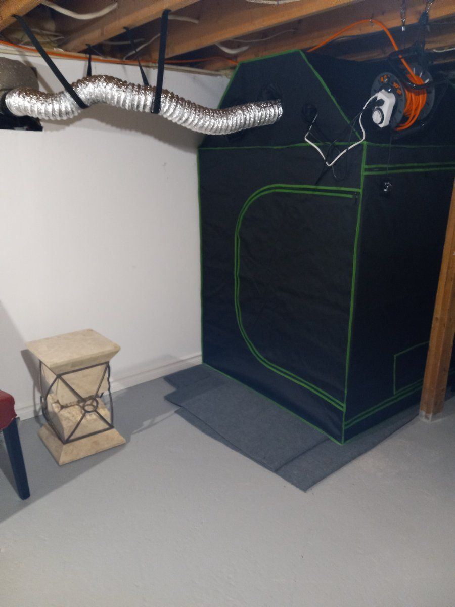 4x4 grow tent weekly diary