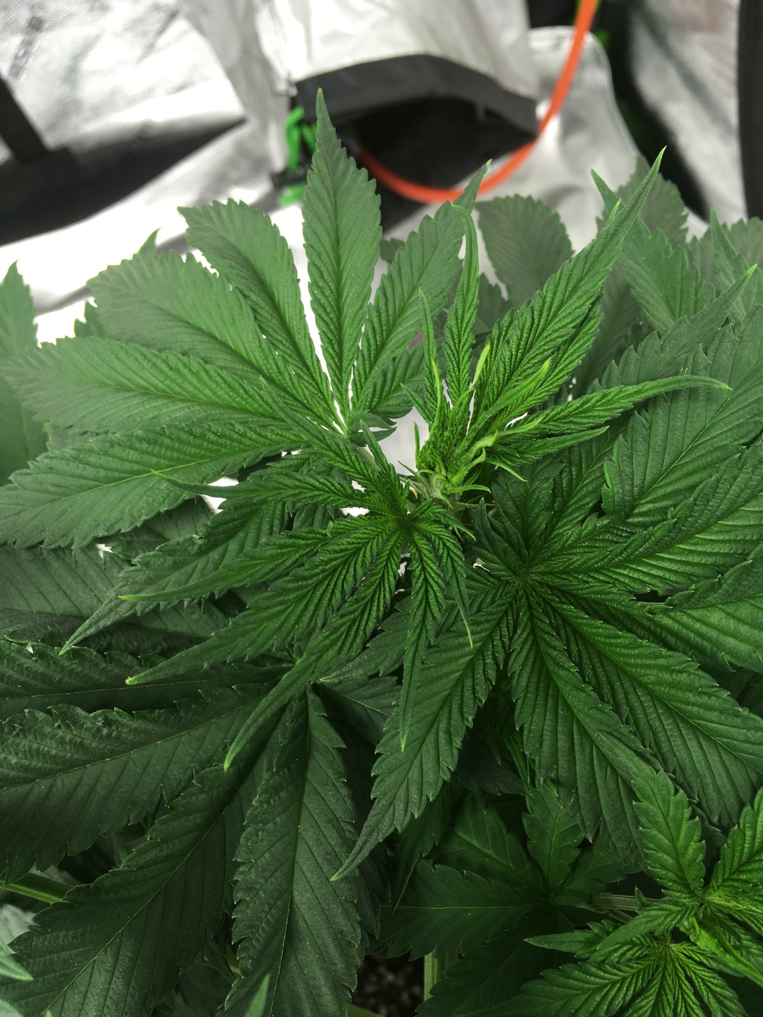 4x4 mars hydro attempt 5