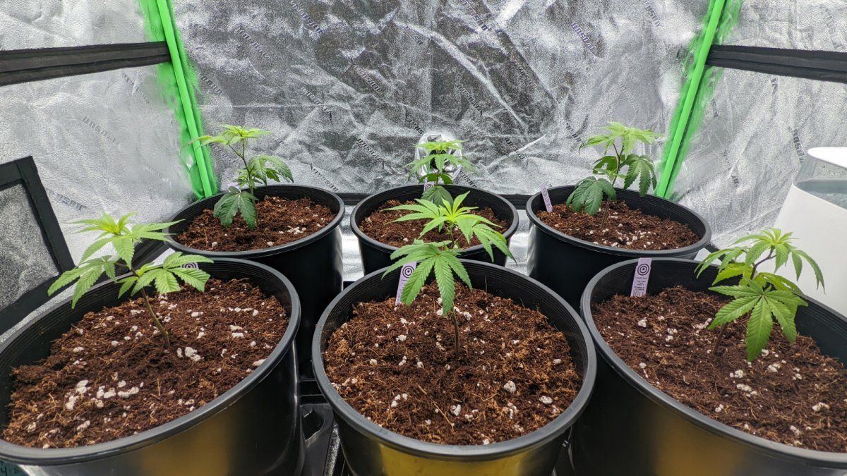 4x4 tent first time grow 3