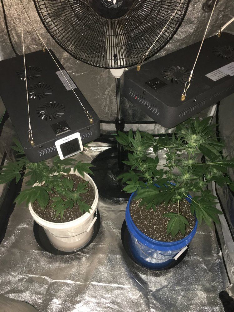4x8 tent 2 lights fox farm grow 3