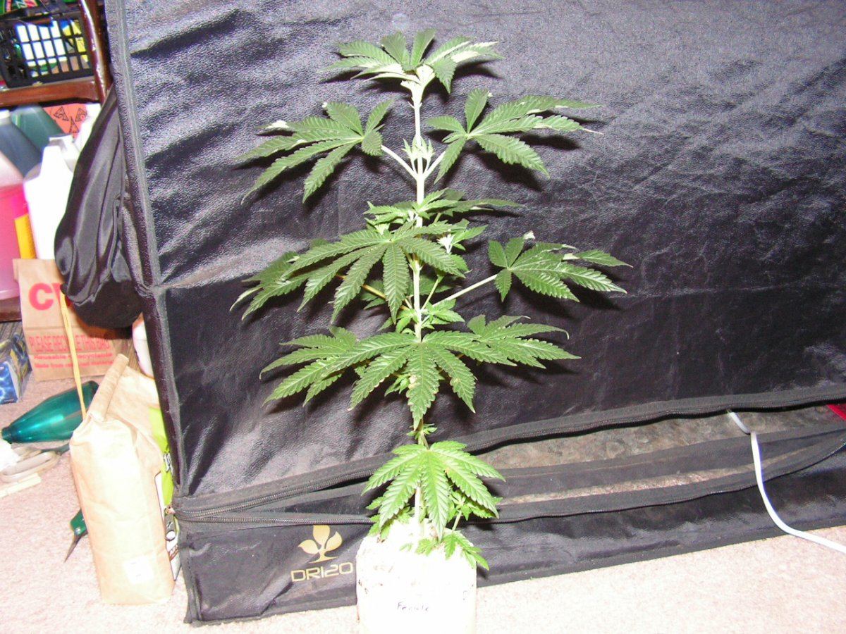 5 1 f