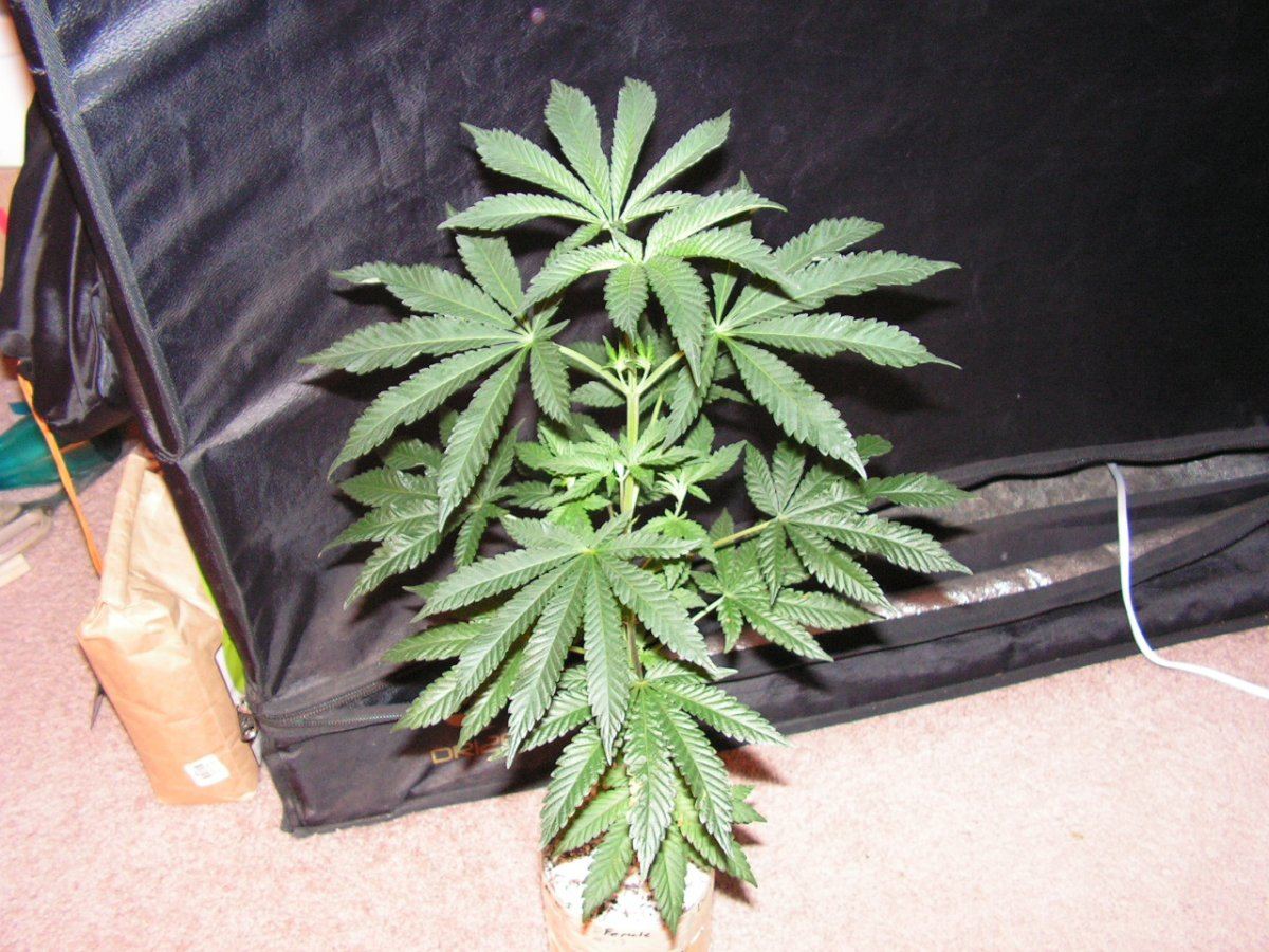 5 2 f