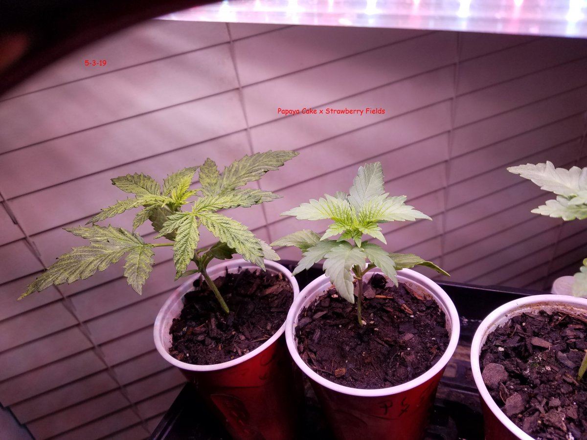 5 3 19 seedlings