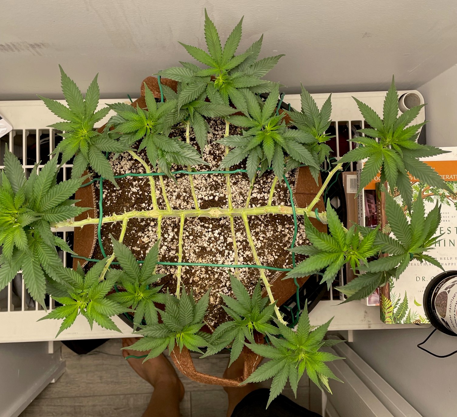 5 6 month grow   nutes or no nutes