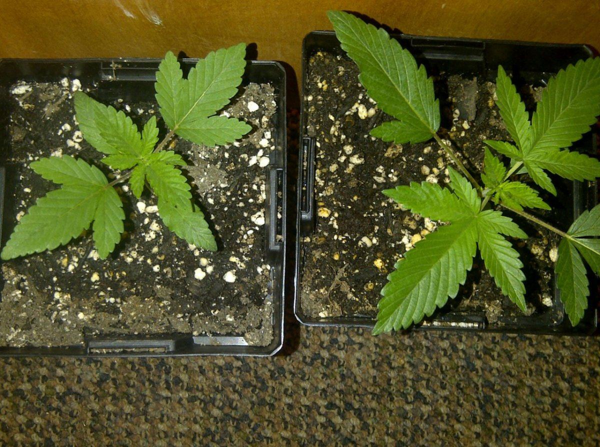 5 6 trans 4 7