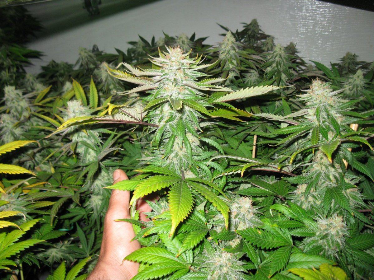 5 9 og kush