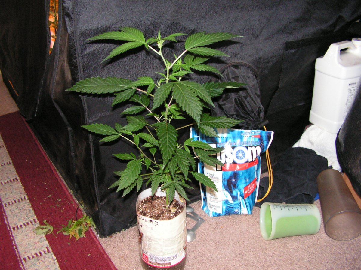 5 alien cookie 1