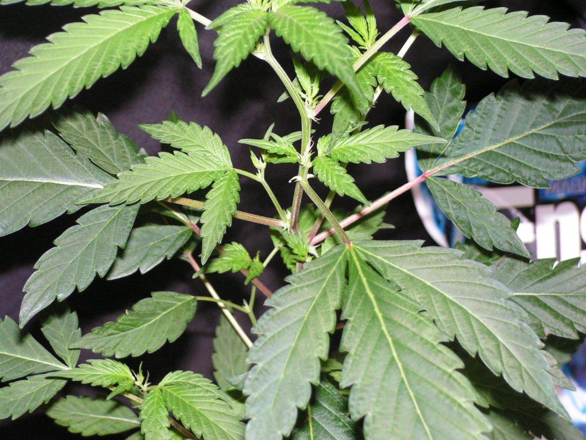 5 alien cookies 2