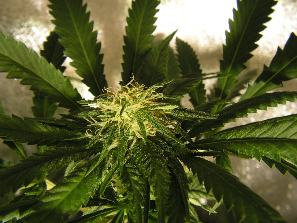 5 ban pie f2 1