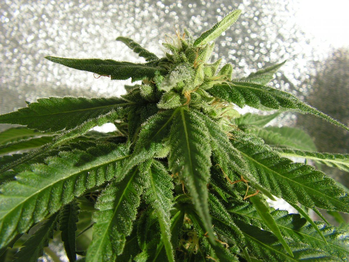 5 ban pie f2 2