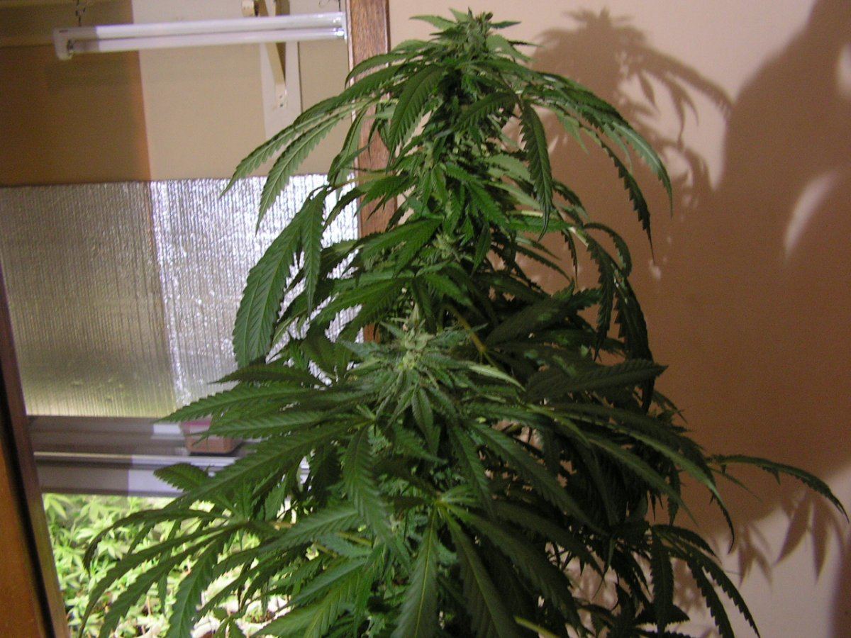 5 ban pie f2 3