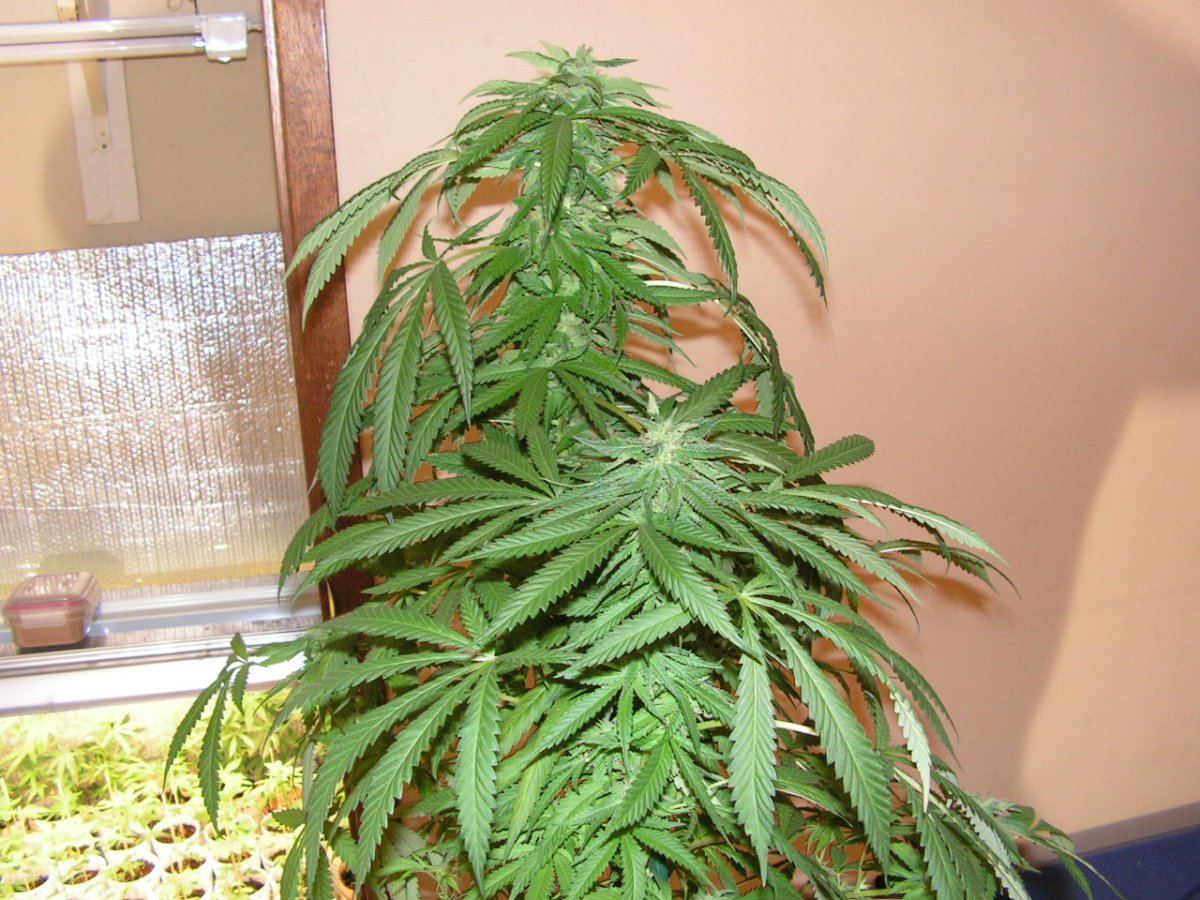 5 ban pie f2 4