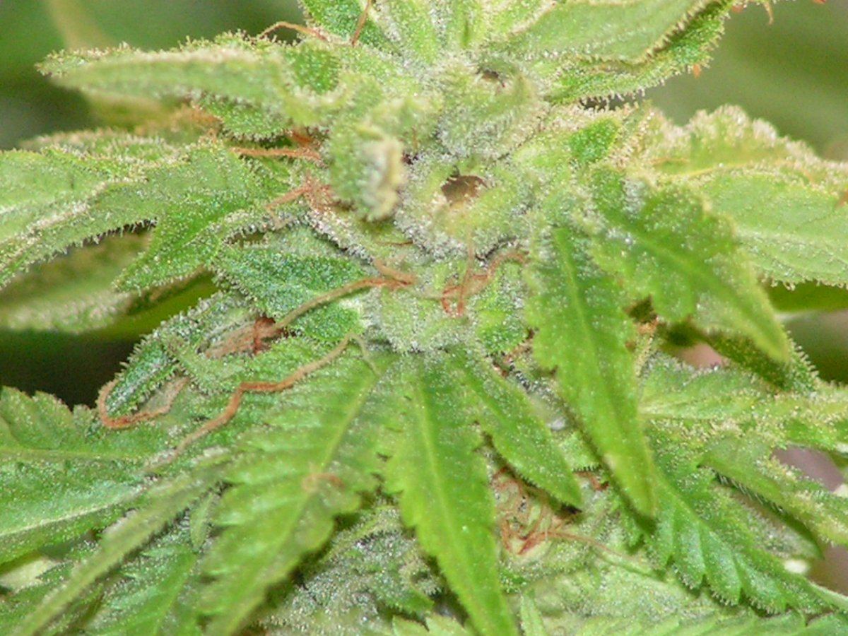 5 banana pie 13