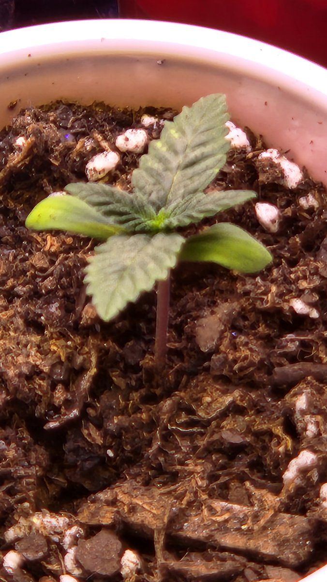 5 day old cotyledon starting to yellow