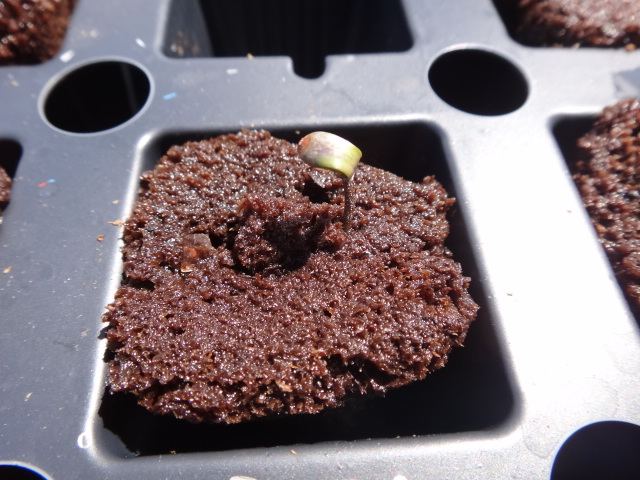 5 day old seedling problems 2
