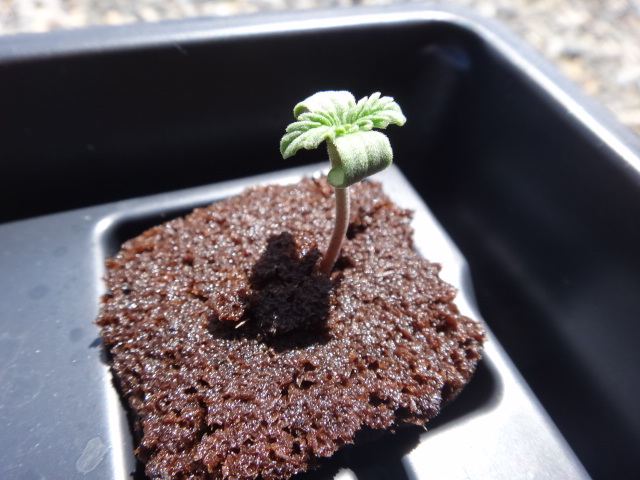 5 day old seedling problems 3