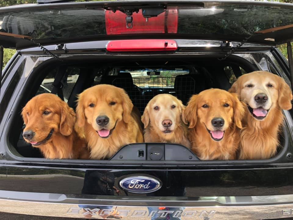 5 dogs