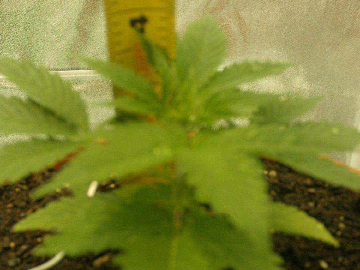 5 internods yet when should i top the plant 2