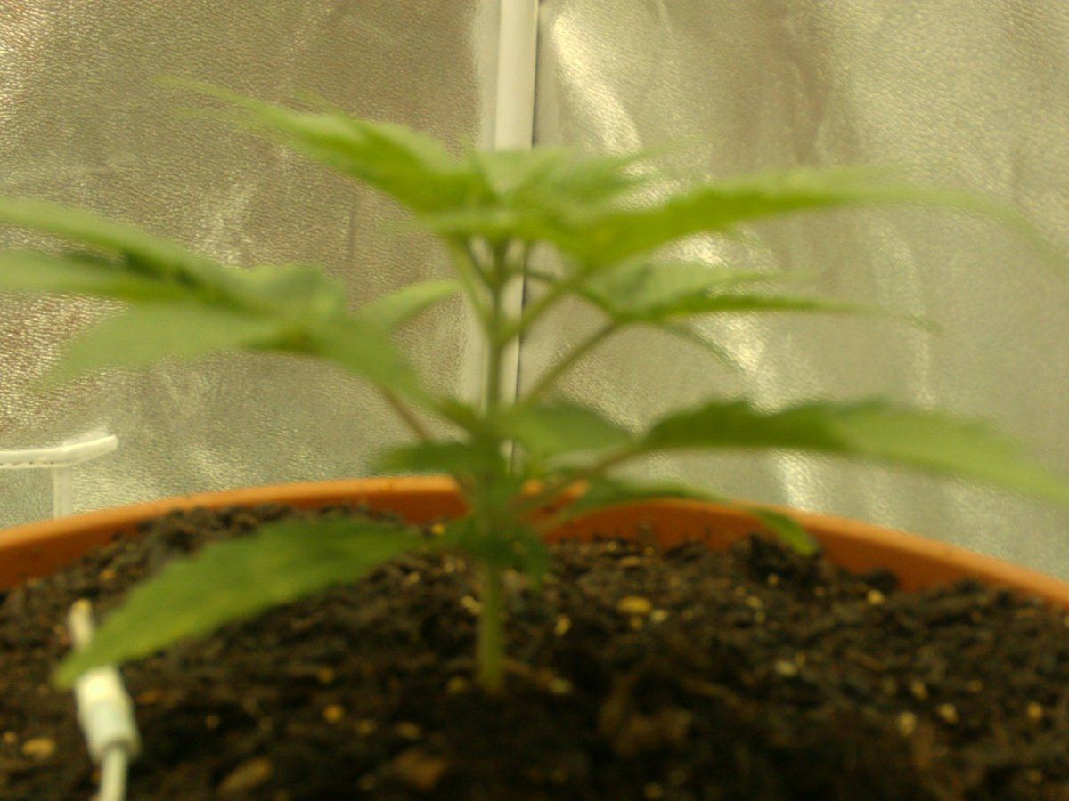 5 internods yet when should i top the plant 6