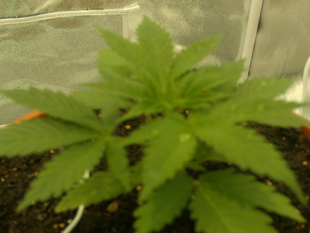 5 internods yet when should i top the plant 7