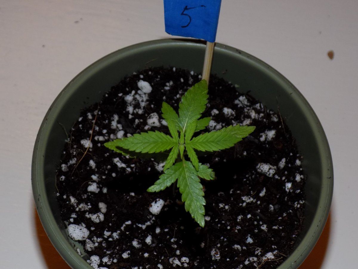 5