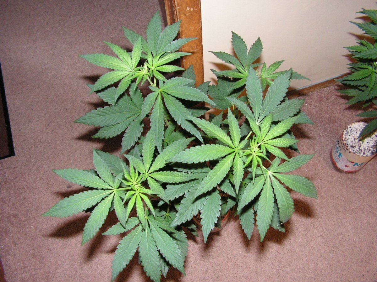 5 male 4