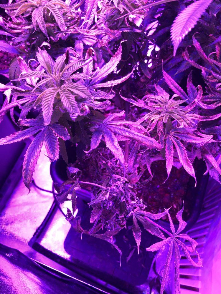 5 plants 5 pics help a new grower out please 2