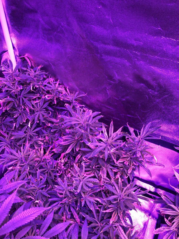 5 plants 5 pics help a new grower out please 3