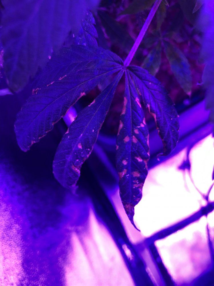 5 plants 5 pics help a new grower out please 4