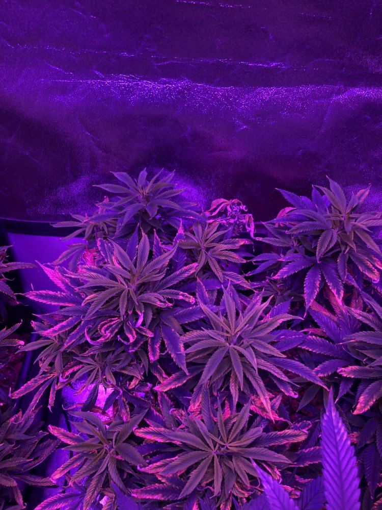 5 plants 5 pics help a new grower out please 5