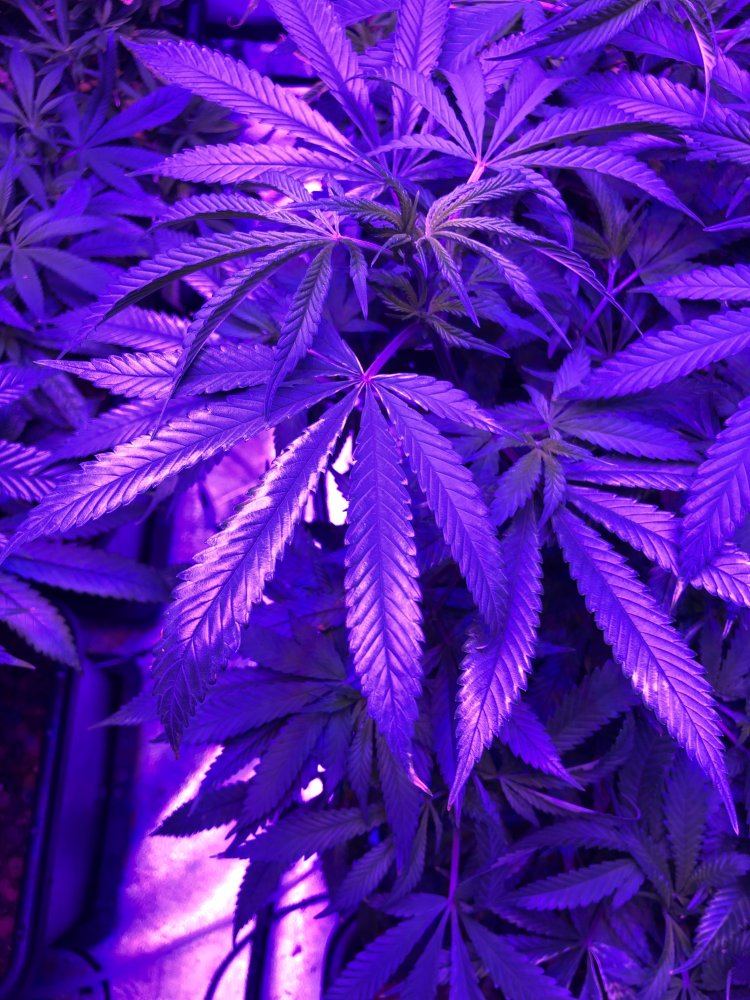 5 plants 5 pics help a new grower out please