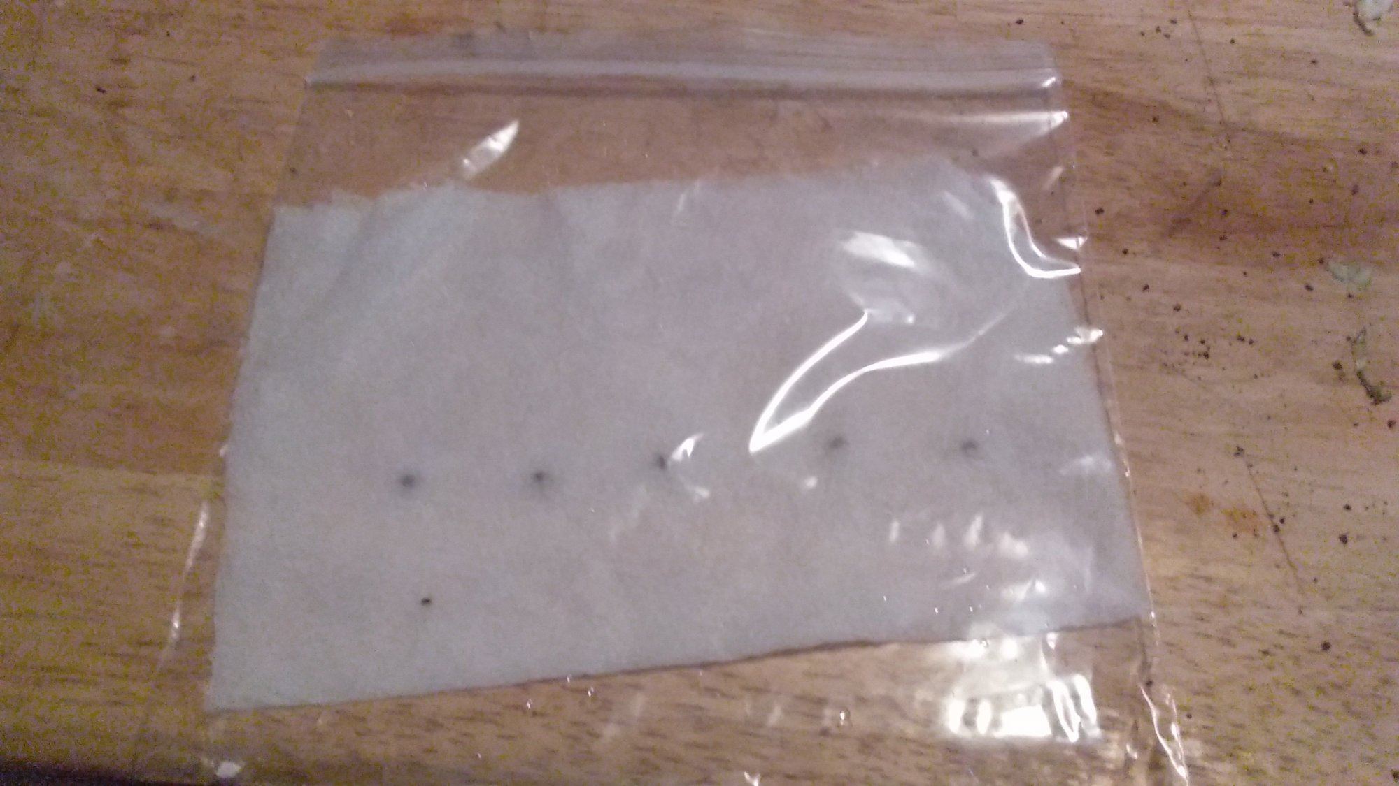 5 seeds.jpg