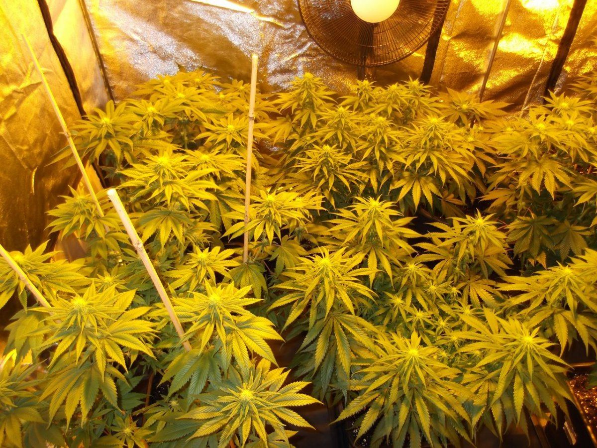 5 strain 2300watt secret jardin dr300w grow 8