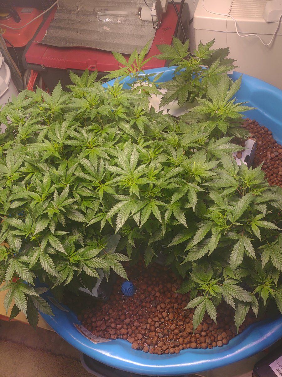 5 strains ebb and flow first time grow 11