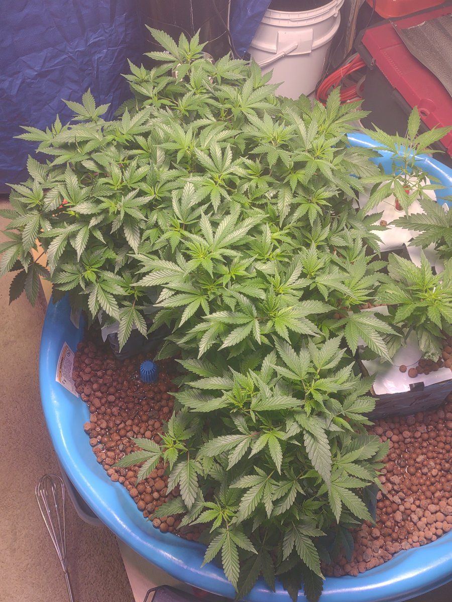 5 strains ebb and flow first time grow 12