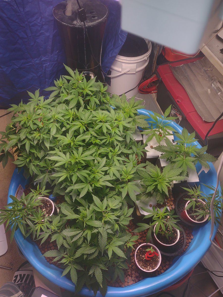5 strains ebb and flow first time grow 13