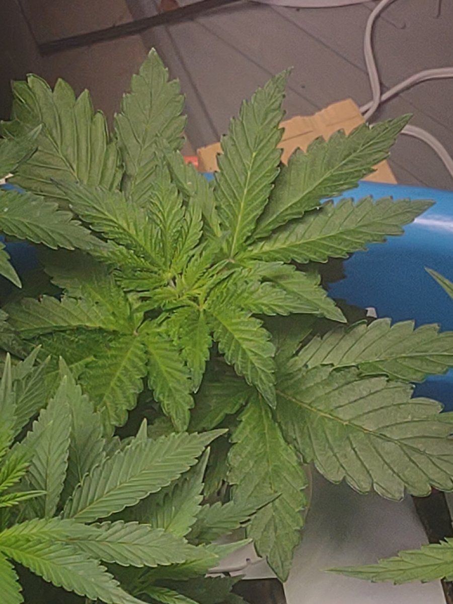 5 strains ebb and flow first time grow 15